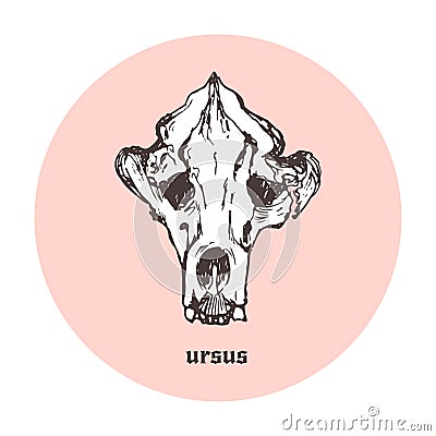 Bear or Ursus spalaeus hand drawn art in circle. Sketch skull icon. Vector artwork. Vector Illustration