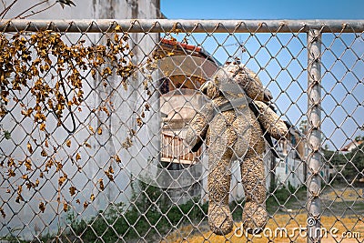 Bear was hanged on metal fence. Stock Photo