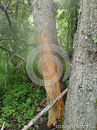 Bear-y Scarey Stock Photo