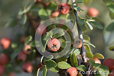 Bearberry cotoneaster Coral Beauty Stock Photo