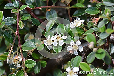 Bearberry cotoneaster Radicans Stock Photo