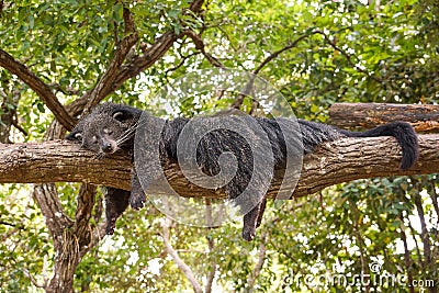 Bearcat Stock Photo