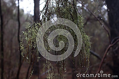 Beard lichen tree. Usnea. Humid forest. Old man s beard Stock Photo