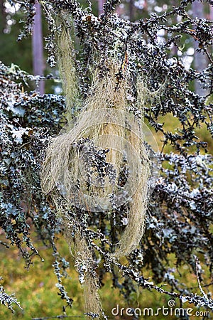 Beard lichen in a woods Stock Photo