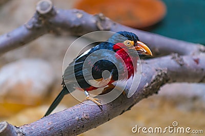 Bearded Barbet - Lybius dubius an African barbet. Stock Photo