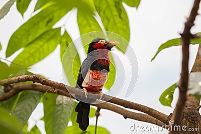 Bearded Barbet Lybius dubius Stock Photo