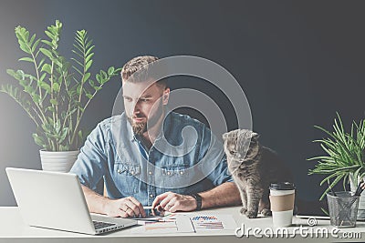 Bearded businessman sits in office at table and uses laptop, next sits gray cat. Stock Photo