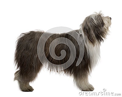 Bearded Collie, 3 Years Old Stock Photo