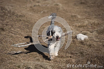 Bearded Collie with a big stick Stock Photo