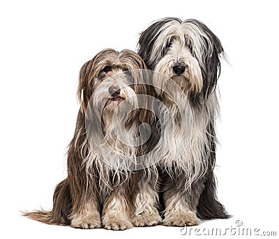 Bearded Collie dogs sitting together against white background Stock Photo