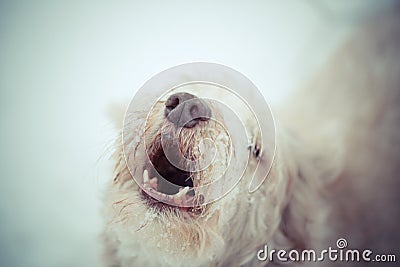 Bearded collie howling barking Stock Photo