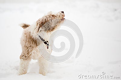 Bearded collie howling barking Stock Photo