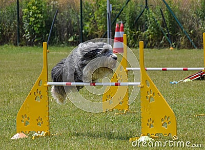 Bearded collie is jumping over the hurdles. Stock Photo