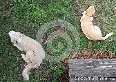 Bearded collie and labrador retriever share a summer respite Stock Photo