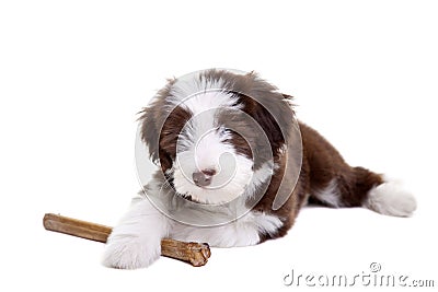 Bearded collie pup Stock Photo