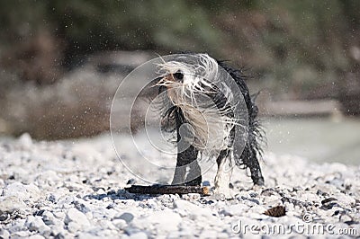 Bearded Collie shaking off water. Stock Photo