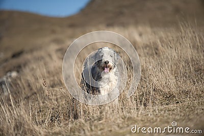 Bearded collie standing in brown meadow on mountains Stock Photo