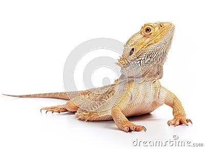 Bearded dragon Stock Photo