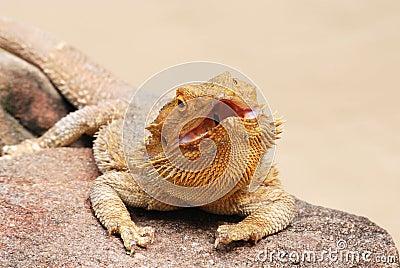 Bearded dragon Stock Photo