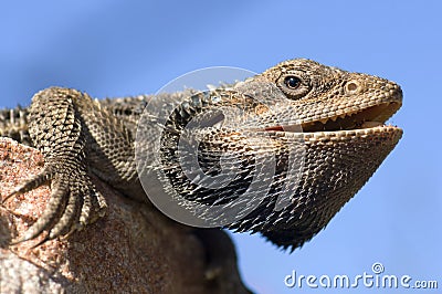 Bearded Dragon Stock Photo