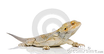 Bearded Dragon Stock Photo