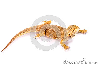 Bearded Dragon Agama Lizard Stock Photo