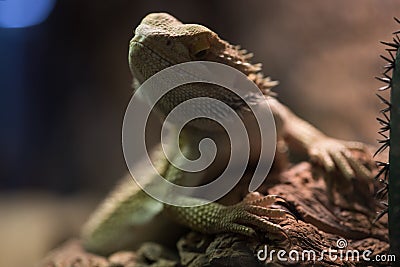 Bearded dragon on blurred background. Iguana rests on wooden branch Stock Photo