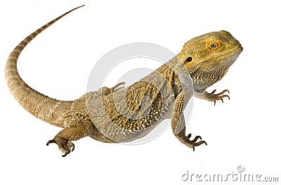 Bearded dragon isolated on white Stock Photo