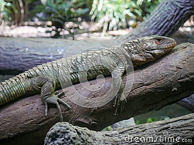 Bearded dragon Lizard also known as Pogona reptile Stock Photo