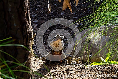 Bearded dragon patrols around it's compound. Auckalnd Zoo Auckland New Zealand Stock Photo