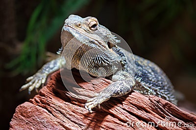 Bearded dragon (Pogona) Stock Photo