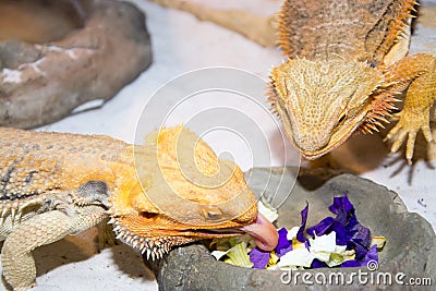 Bearded dragon Stock Photo