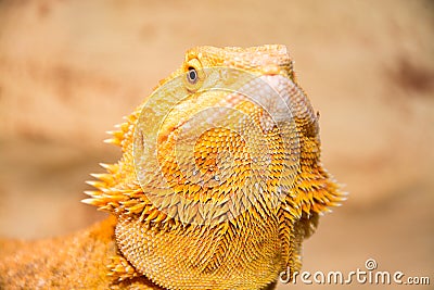 Bearded dragon Stock Photo