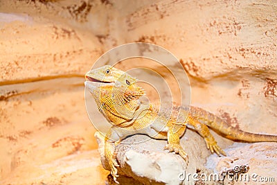 Bearded dragon Stock Photo