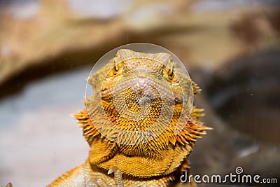 Bearded dragon Stock Photo