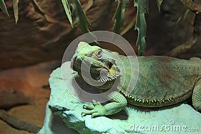 Bearded Dragon Pogona vitticeps Stock Photo