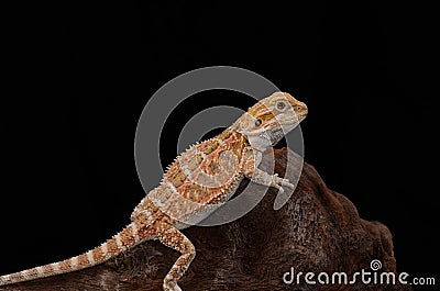 Bearded dragon (Pogona vitticeps) Stock Photo