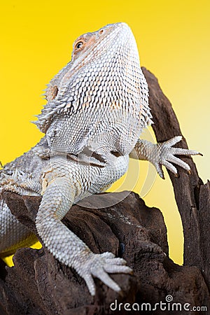 Bearded dragon reptile lizard on a branch on yellow background Stock Photo