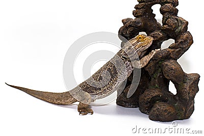 Bearded Dragon on White Stock Photo