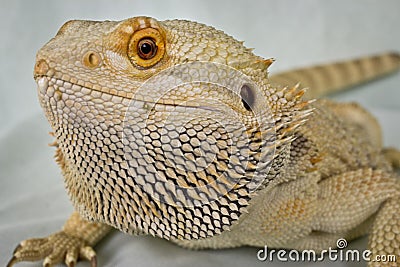 Bearded Dragon on a White Background Stock Photo