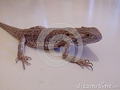 Bearded dragon Stock Photo