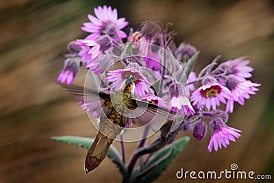 Bearded Helmet-crest, Oxypogon guerinii stuebelii, beautiful crest hummingbird from Colombia. Bird from Los Nevados National Park Stock Photo