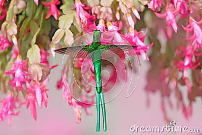 Bearded Helmet-crest, Oxypogon guerinii stuebelii, beautiful crest hummingbird from Colombia. Bird from Los Nevados National Park Stock Photo