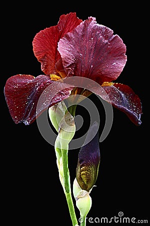 Bearded Iris Stock Photo