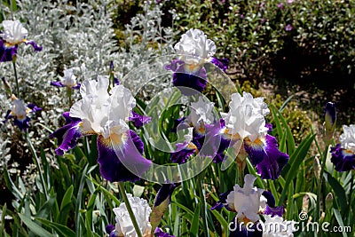 Bearded iris cultivar with white blue flowers Stock Photo