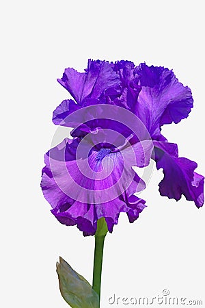 Iris purple color isolated on white background with clipping path Stock Photo