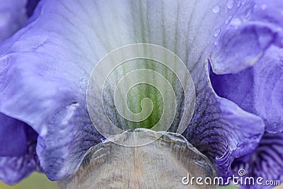 Bearded Iris Flower Petal Abstract Stock Photo