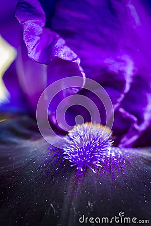Bearded Iris in Garden Stock Photo
