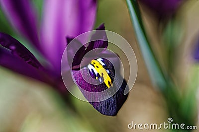 Bearded Iris purple bloom macro image of spring season nature Stock Photo