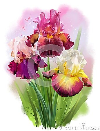 Bearded iris and splashesof watercolor painting Stock Photo